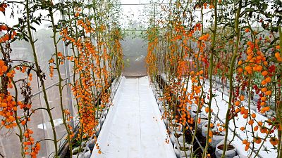 Scientists are gene-editing tomatoes. Scientists are gene-editing tomatoes.