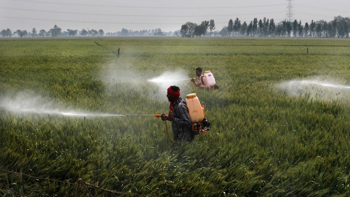 - عمال يرشون مبيدات الآفات على محصول القمح في قرية رانيش كالان بمنطقة موغا في ولاية البنجاب شمال الهند-  2021. 