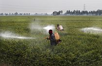 Des pesticides en train d'être répandus sur un champ de blé dans le village de Moga au Punjab, en Inde - Mars 2021