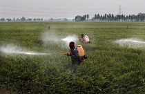 - عمال يرشون مبيدات الآفات على محصول القمح في قرية رانيش كالان بمنطقة موغا في ولاية البنجاب شمال الهند-  2021.