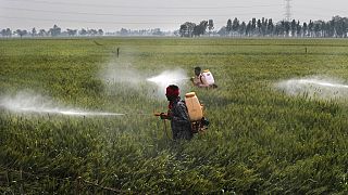 Des pesticides en train d'être répandus sur un champ de blé dans le village de Moga au Punjab, en Inde - Mars 2021