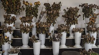 Ξεραμένα λουλούδια σε ανθοπωλείο του Χαρκόβου που έκλεισε λόγω του πολέμου