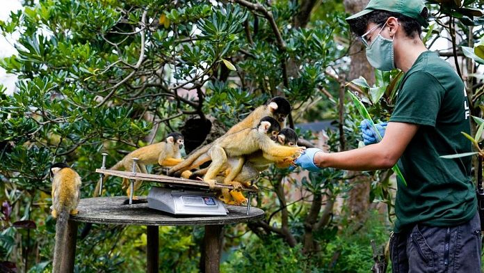 Angst vor Affenpocken: Was sind die Gefahren von Zoonosen?