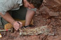 کشف بقایای فسیل پرنده غول‌پیکر متعلق به ۸۶ میلیون سال پیش