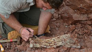 کشف بقایای فسیل پرنده غول‌پیکر متعلق به ۸۶ میلیون سال پیش