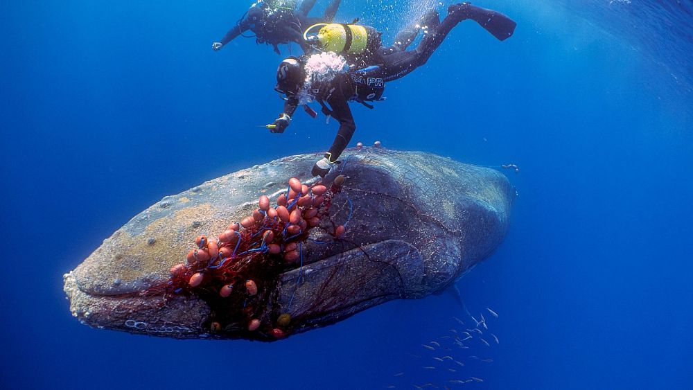 Spanish diver rescues 12-metre long whale who was trapped in an illegal  fishing net | Euronews