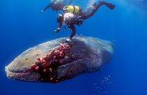Diver saves a humpback whale in Mallorca.