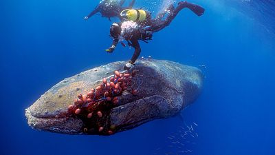 Diver saves a humpback whale in Mallorca.