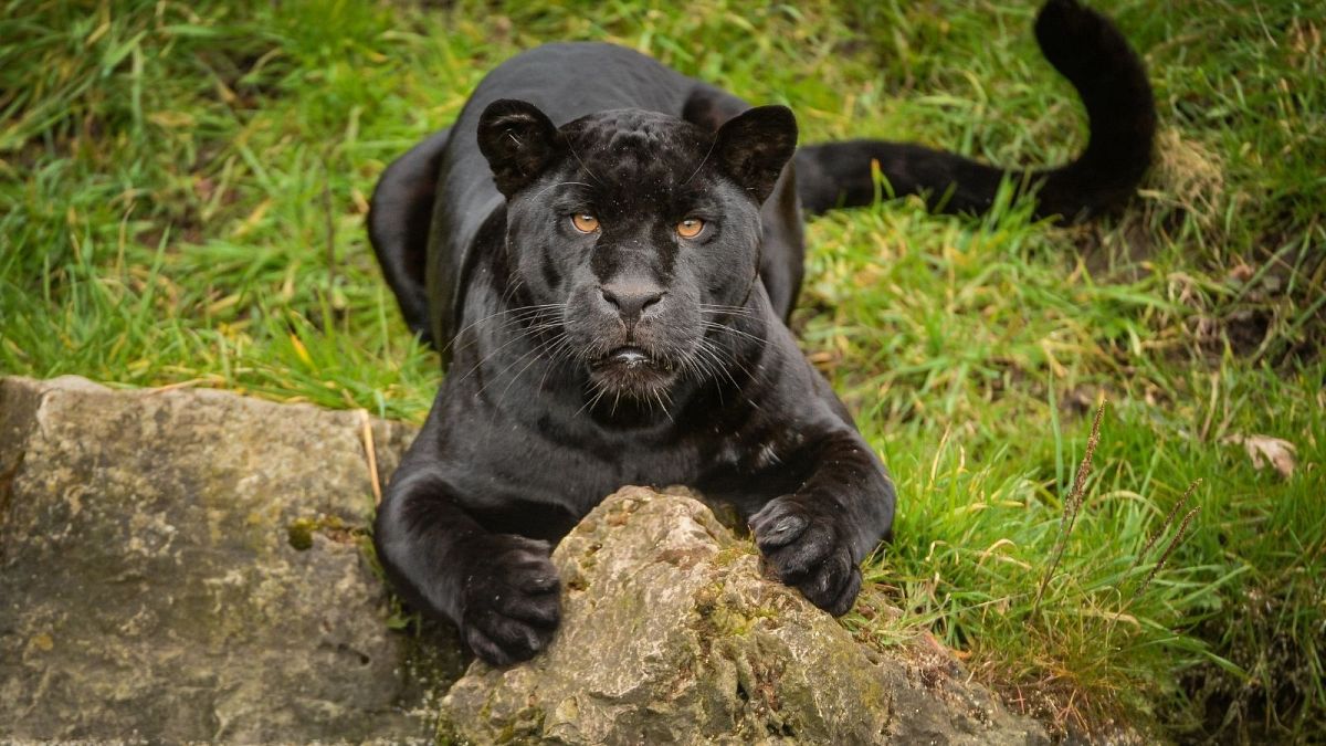 Tissues from the ear of a nine-year-old female jaguar which died at Chester Zoo are being kept for posterity at Nature's SAFE.