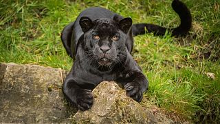 Tissues from the ear of a nine-year-old female jaguar which died at Chester Zoo are being kept for posterity at Nature's SAFE.