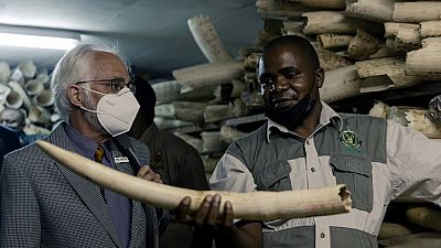 Zimbabwe seeks allies to allow international ivory trade