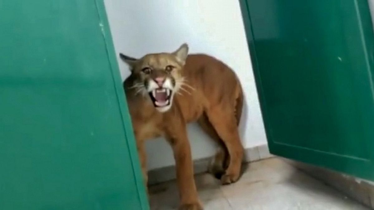 In der brasilianischen Stadt Nova Lima hat sich ein Puma auf die Toiletten einer Grundschule verirrt. 