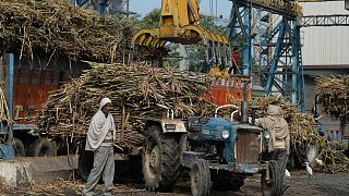 کشاورزان هندی در کارخانه تصفیه شکر در ایالت شمالی اوتار پرادش در هند
