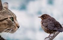 Les chats d'extérieur devront être enfermés d'avril à août pour les trois prochaines années à Walldorf en Allemagne.