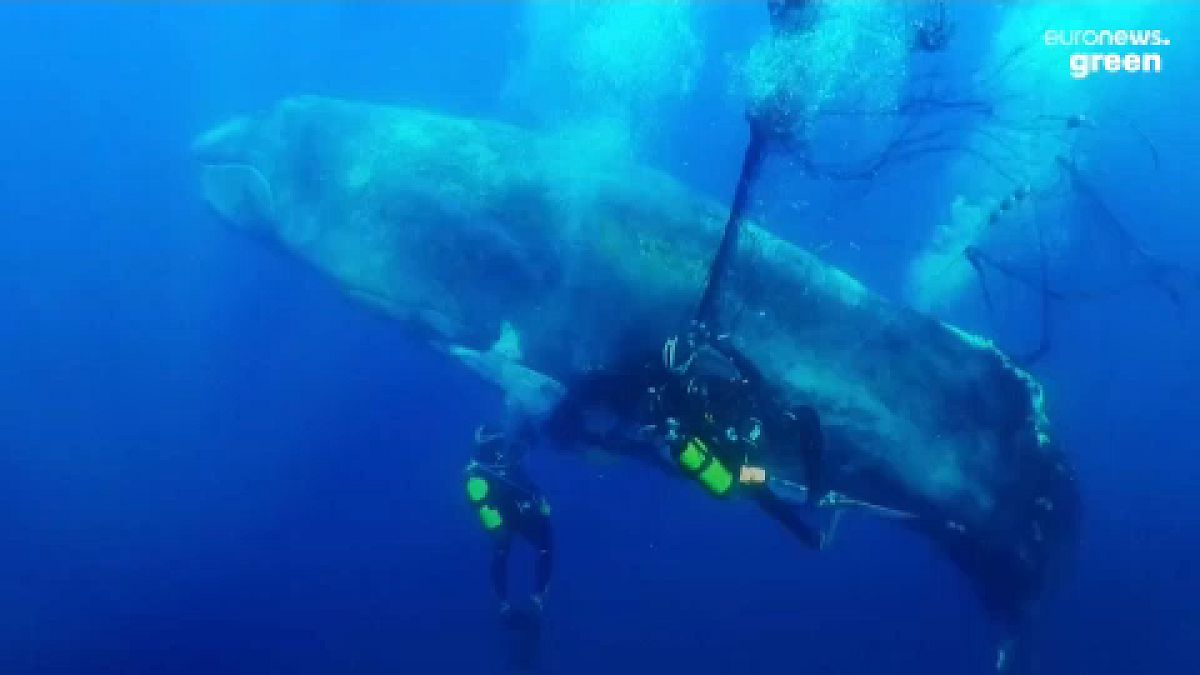 غطاسون ينقذون حوتاً  يبلغ طوله 12 متراً كان عالقاً في شبكة خيشومية غير قانونية قبالة جزيرة مايوركا البليار المتوسطية، 20 مايو 2022