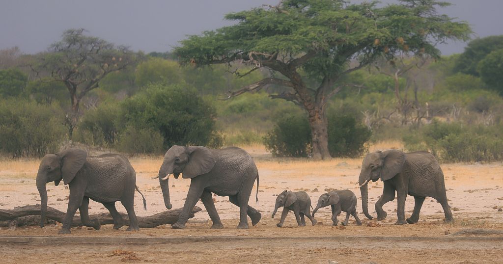 Zimbabwe's African elephant summit ends - Vimarsana News