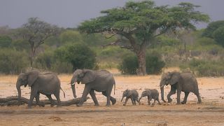 Zimbabwe's African elephant summit ends