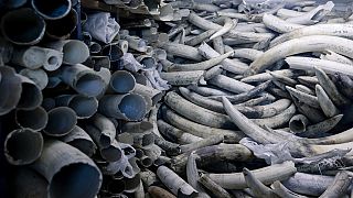 Le Zimbabwe parviendra-t-il à vendre ses stocks d'ivoires ?