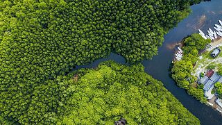 Les mangroves ont véritablement le pouvoir de changer le monde - si nous parvenons à les protéger à temps.