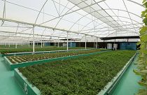 Katars Landwirtschaft ist innovativ und nachhaltig