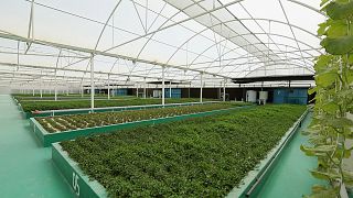 Katars Landwirtschaft ist innovativ und nachhaltig