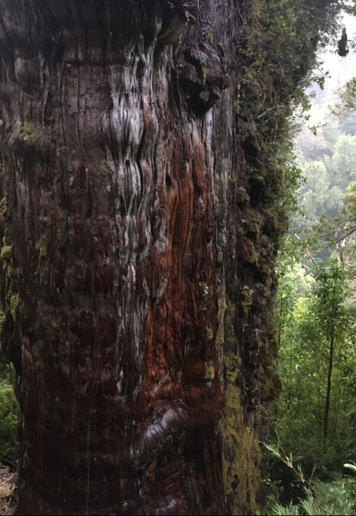 5,000yearold giant How long does the world’s oldest tree have left