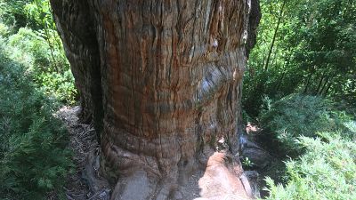 An Alerce (Fitzroya cupressoides) is pictured in a forest at the Alerce Costero National Park in Los Rios, Chile, January 17, 2020. An Alerce (Fitzroya cupressoides) is pictured in a forest at the Alerce Costero National Park in Los Rios, Chile, January 17, 2020.