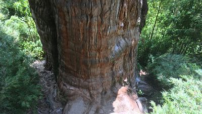 An Alerce (Fitzroya cupressoides) is pictured in a forest at the Alerce Costero National Park in Los Rios, Chile, January 17, 2020. 