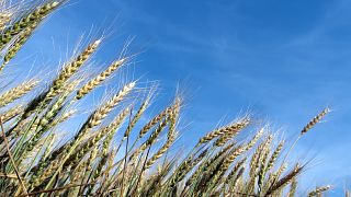 El trigo, uno de los cereales amenazados por el bloqueo ruso