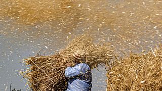 أثناء موسم حصاد القمح في قرية بمها بالقرب من العياط بمحافظة الجيزة المصرية الواقعة على بعد 60 كيلومتراً جنوب العاصمة- 17 مايو 2022.