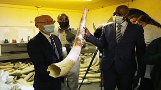 Le Zimbabwe insiste sur la légalisation du commerce de l’ivoire