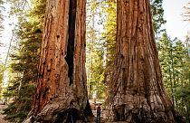 Forêt nationale de Sequoia, Californie, USA