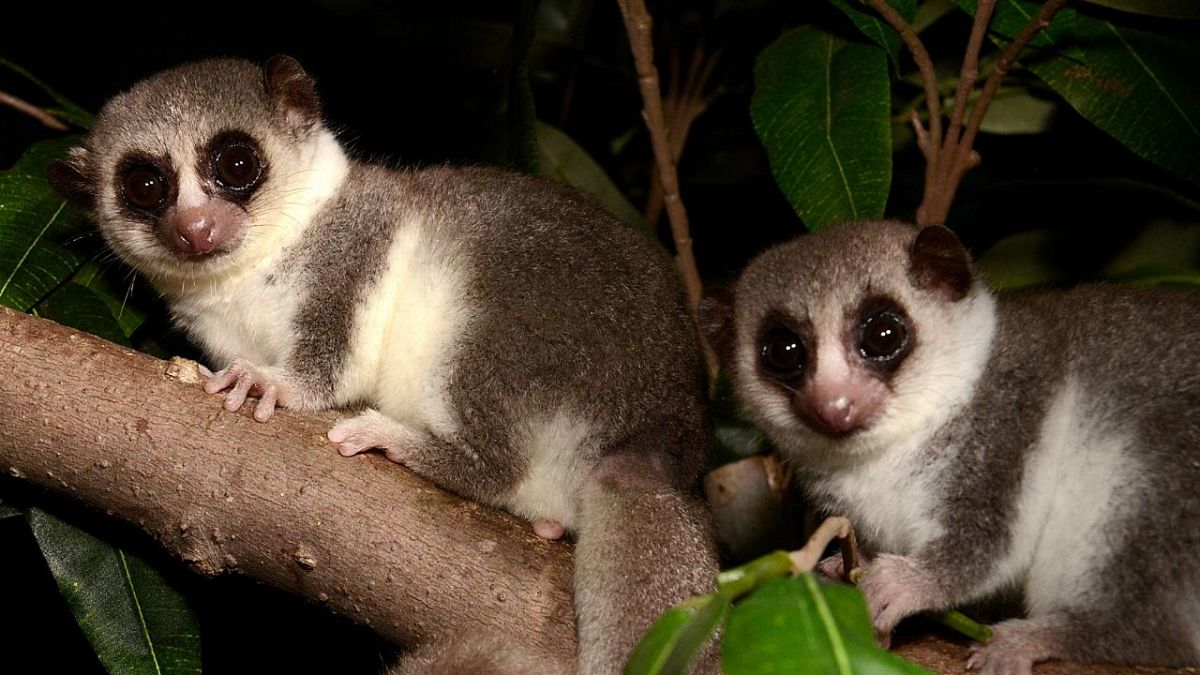 Ce petit primate est le seul mammifère tropical connu pour son hibernation.