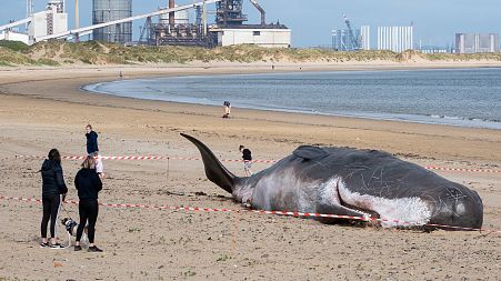 The beached whale is causing a stir amongst locals, but is it all it seems?