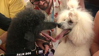 These poodles stand in for 'Brit', a fluffy silver poodle who starred as Beast in "War Pony", the directorial debut of Riley Keough and Gina Gammell