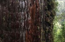 درخت پنج هزار ساله شیلیایی، دانشمندان نگران حال این درخت کهن هستند. عکس از رویترز