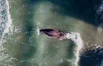 Whale dies off coast of Valencia.
