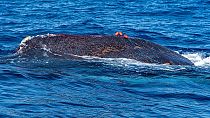 نهنگ گرفتار در سواحل اسپانیا