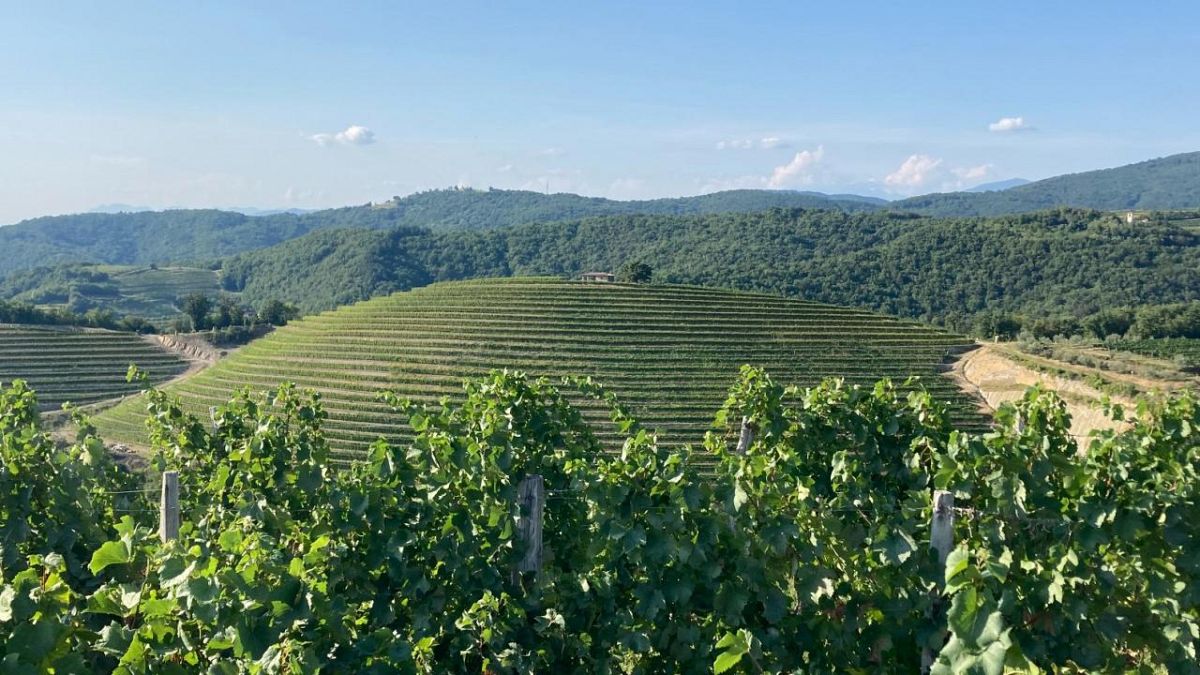 Les vignobles de Brda, en Slovénie.