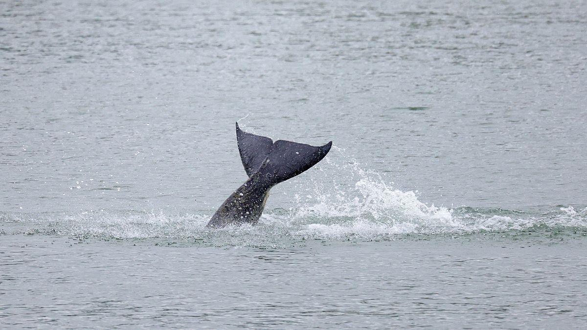 Killer Whale stranded in the Seine