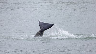 Killer Whale stranded in the Seine