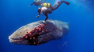 Un plongeur sauve une baleine à bosse à Majorque.