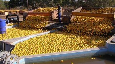 Commercial farmers in the Limpopo Basin Commercial farmers in the Limpopo Basin