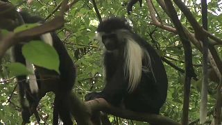 Battle to save colobus monkeys in tourist resort 