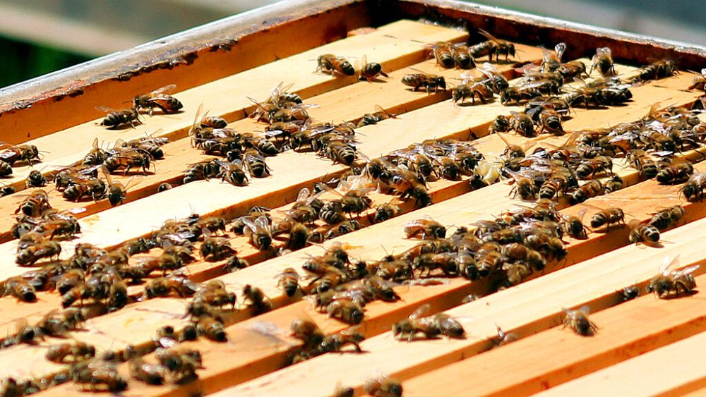 This is how bees help Italian police in the fight against pollution