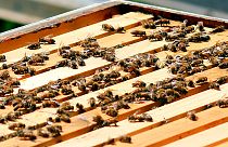 صورة من الارشيف-تربية النحل-إيطاليا