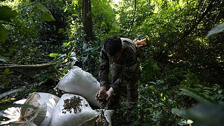 Un oficial de las fuerzas de seguridad de la SENAD paraguaya sostiene marihuana cosechada durante un operativo en el norte de Paraguay, el martes 24 de mayo de 2022