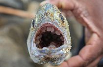 Un poisson meurt à la suite de l'ingestion de nurdles. Au total, plus de 470 tortues, près de 50 dauphins et 8 baleines sont morts, après la marée noire du Sri Lanka.