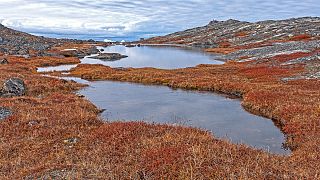 Étangs de la toundra dans le Haut-Arctique près de l'Icefjord d'Ilulissat, au Groenland.