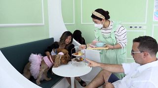 Café pour chiens à Dubaï